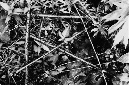 _DSC1770%20(1)