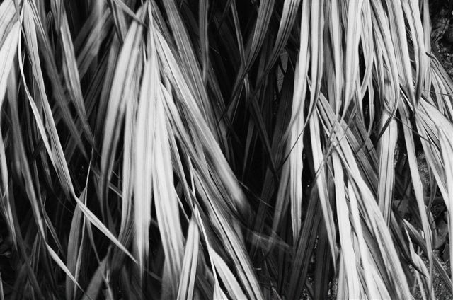 _DSC2174%20(1)