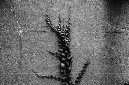 _DSC2107%20(1)