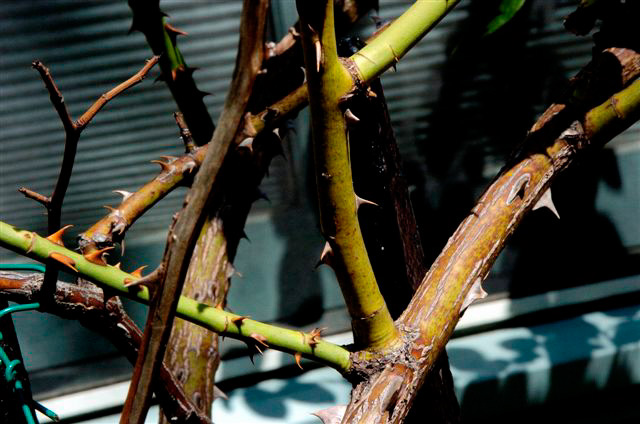 _DSC2983%20(1)