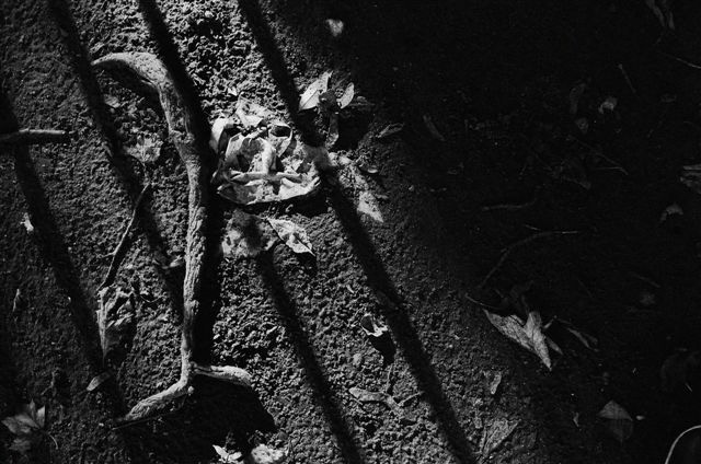 _DSC3806%20(1)