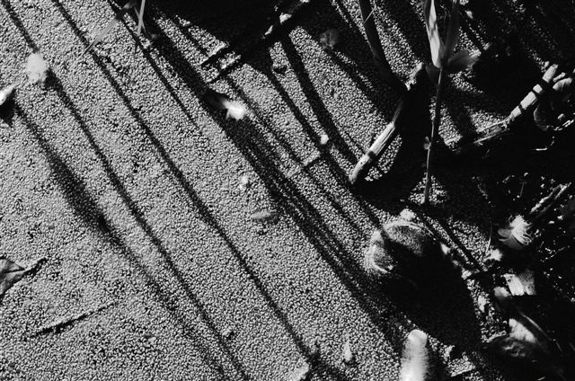 _DSC3877%20(1)