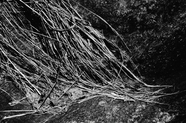 _DSC4049%20(1)