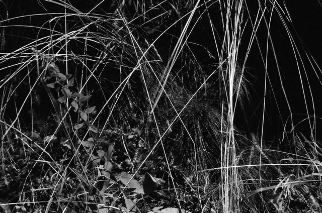 _DSC4065%20(1)