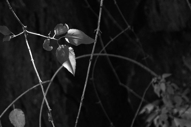 _DSC4103%20(1)