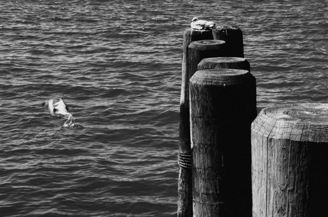 _DSC4275%20(1)