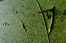 _DSC3870%20(1)