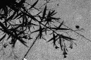 _DSC4207%20(1)