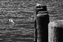 _DSC4275%20(1)