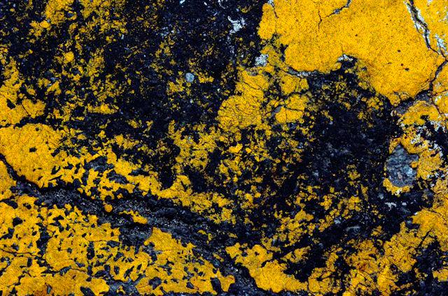 _DSC4628%20(1)