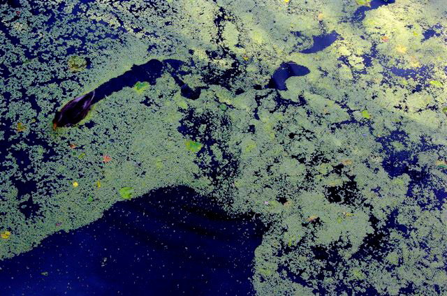 _DSC4885%20(1)