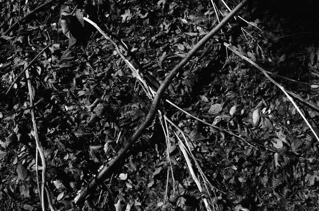 _DSC5119%20(1)