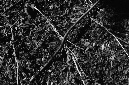 _DSC5119%20(1)