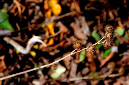 _DSC5121%20(1)