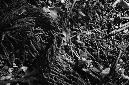 _DSC5137%20(1)