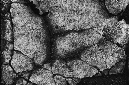 _DSC5152%20(1)
