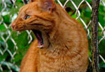 BDN Photo Animals